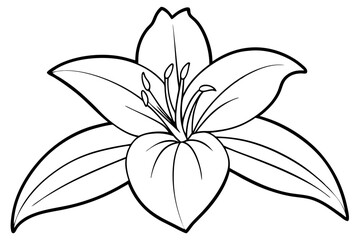 lily line art silhouette vector illustration