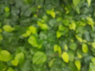 Abstrack bokeh nature background, green foliage of leaf surface texture, Green nature in blurry style for creative design