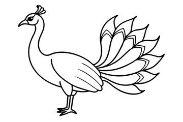 peacock line art silhouette vector illustration