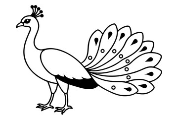peacock line art silhouette vector illustration