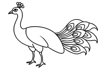 peacock line art silhouette vector illustration