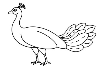 peacock line art silhouette vector illustration