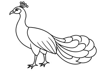 peacock line art silhouette vector illustration