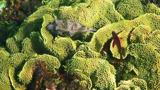 Bristly puffer coral fish, scientific name is Arothron hispidus, belongs to family Tetraodontidae, inhabits coral reefs of the Red Sea, when dangerous may inflate its body. It is very poisonous fish