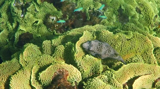 Bristly puffer coral fish, scientific name is Arothron hispidus, belongs to family Tetraodontidae, inhabits coral reefs of the Red Sea, when dangerous may inflate its body. It is very poisonous fish