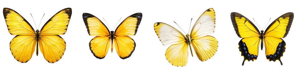 Fototapeta premium A vibrant collection of several different species of large yellow butterflies with intricate wing patterns capturing their graceful flight and delicate beauty in the natural environment