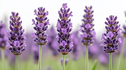 Lavender blossoms in a field, focus on central spikes