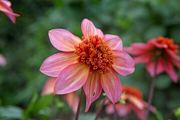 Pretty flowers Pink Dahlia, growing in the gadren,