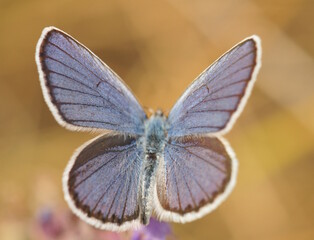 Beautiful golubyanka butterfly icarus. Insects in nature.