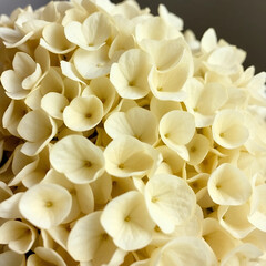 Dreamy White Hydrangea Floral Painting in Soft Pastel Tones, Elegant Rustic Vase Art, Delicate Watercolor Botanical Print, Serene Vintage Flowers