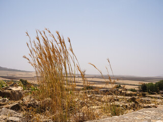 Volubilis Berber-Roman City Ruins - Morocco