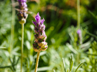 Le Jardin Secret, Lavender - Marrakesh - Morocco