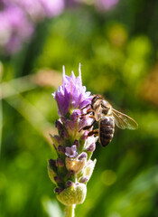 Le Jardin Secret, bee on lavender - Marrakesh - Morocco - Vertical