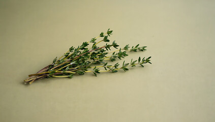 Fresh thyme sprig on beige
