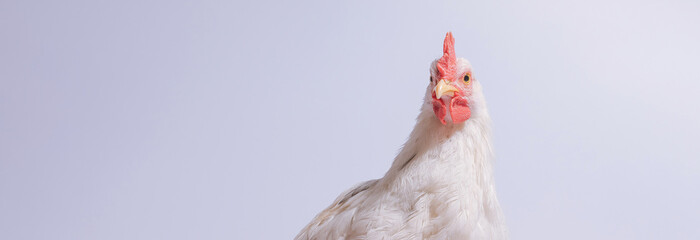 Close-up portrait of a white chicken with a red comb and wattles against a light background.