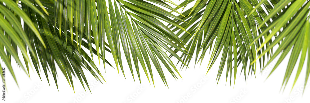 Poster evergreen serenity palm leafs seasonal elements on transparent backgrounds 3d rendering