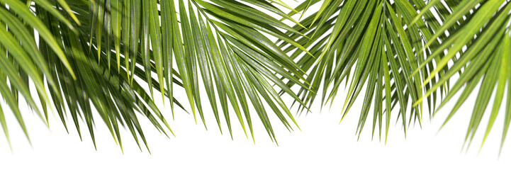 Evergreen serenity palm leafs seasonal elements on transparent backgrounds 3d rendering