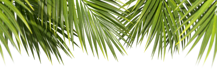 Evergreen serenity palm leafs seasonal elements on transparent backgrounds 3d rendering