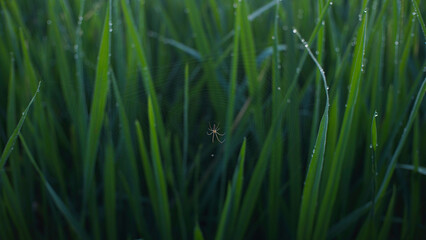 Closeup of Spider on Dew-Covered Grass With Morning Light