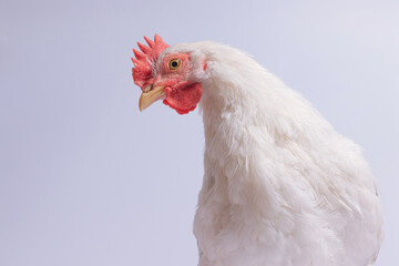 A white chicken with a red comb looking sideways against a soft background.