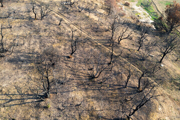 Wildfire devastating trees in legarda, navarre, spain, causing environmental damage