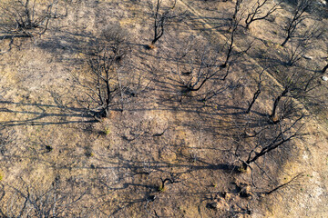 Wildfire aftermath devastating trees in legarda, navarre, spain