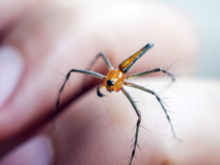 Close-up of a spider biting a hand.