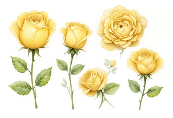 set of yellow roses in a white background
