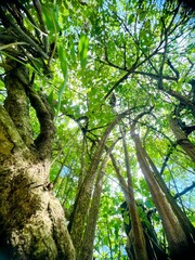 Naklejka premium trees in the woods