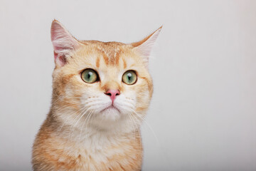 Funny Scottish Fold cat with beautiful big eyes. Lovely fluffy kitten climbs out of hole in gray background. Free space for text.