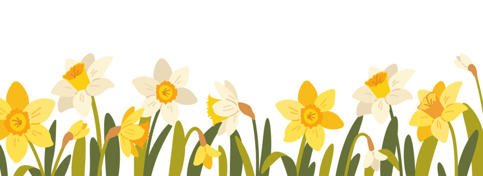 Floral frame, frame with daffodils on white background. Spring botanical pattern with flat flowers. Vector horizontal panorama with narcissus
