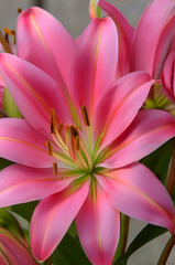 Fototapeta premium pink lotus flower