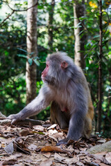 Full-length photograph of an adult rhesus macaque (Macaca mulatta, colloquially rhesus monkey) in Hong Kong, China