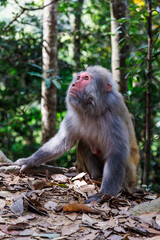 Fototapeta premium Full-length photograph of an adult rhesus macaque (Macaca mulatta, colloquially rhesus monkey) in Hong Kong, China