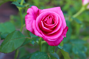 Pink roses are blooming in the garden.