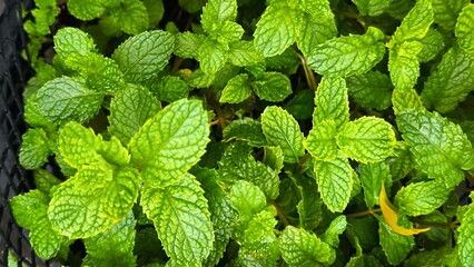 Green leaves for background