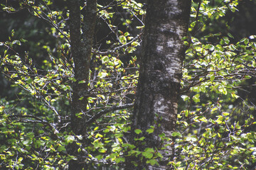 Tree Stem Compositions