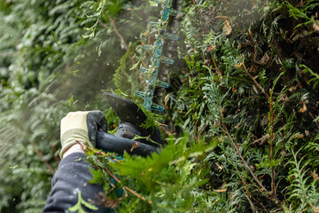 Eine Hand haltet eine elektrische Gartenschere mit Handschuhe und schneidet Thuja 