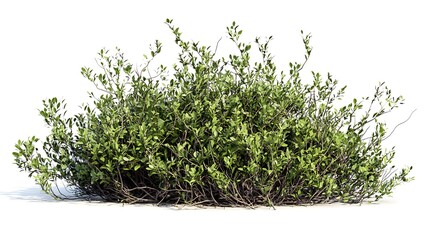 Obraz premium A lush green bush with numerous small leaves, suitable for landscaping or natural settings.
