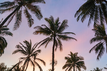 The background is a tropical silhouette of palm trees against a blue-pink sunset sky. The concept of rest and vacations in the best places and hotels