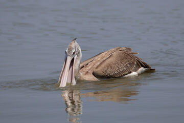 Spot-billed Pelican is swimming in a swamp looking for fish to eat.