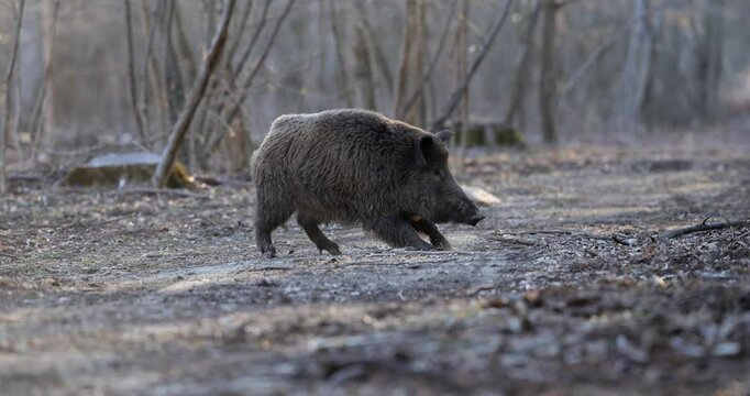 Slow 4K video of a wild boar (Sus scrofa) walking through a deciduous forest at sunset.