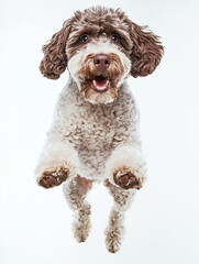 Adorable Small Dog Jumping - Cute Playful Pet Photography on White Background