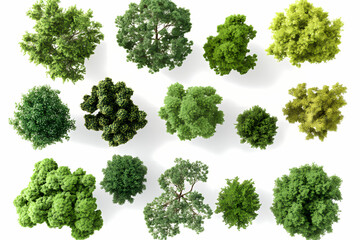 Aerial Greenery: A top-down perspective showcases a collection of diverse, lush green trees isolated against a clean backdrop, offering a vibrant and detailed glimpse of natural foliage