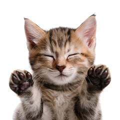 Obraz premium A playful kitten showing joy and affection with its tiny paws raised.
