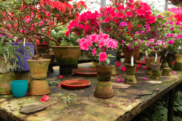 Wooden shelf with Various flowers and plants in a greenhouse. Horticulture, hobby, care plant, gardening. Interior design greenhouse orangery. Blossoming colorful azaleas flowers in pots in orangery.	