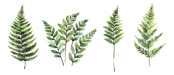 Watercolor set of green fern leaves and forest green plants. Forest green branches with leaves in watercolor technique. Forest elements concept. Elements for rustic designs. © Narin