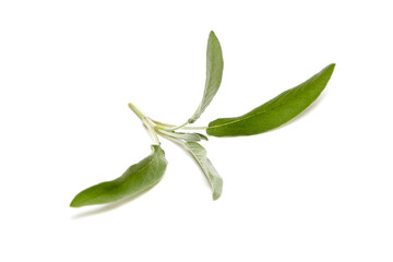 A small sage sprig featuring soft, vibrant green leaves with detailed texture, isolated on a white background. Ideal for natural and culinary designs