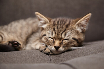A small tabby kitten with brown and black stripes is peacefully sleeping on a gray couch, its head resting gently on its paws in a cozy, serene setting