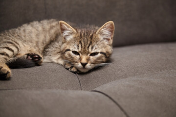 A small tabby kitten with brown and black stripes lies on a dark gray couch, looking sleepy and relaxed with its head resting on its paws